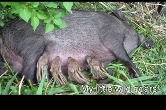 New born Wild baby boars