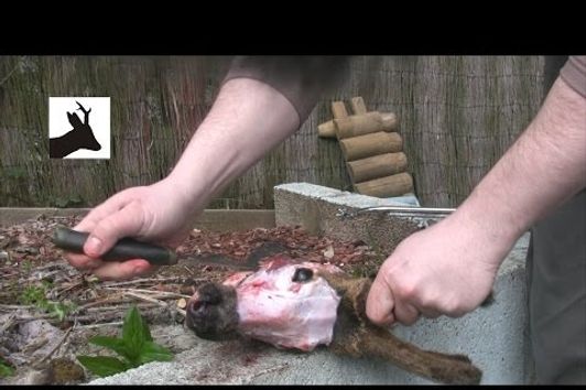 How to boil out deer head - part 1. European method. Non medal trophy head.