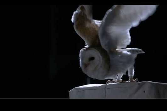The silent flight of an owl - Natural World: Super Powered Owls Preview - BBC Two