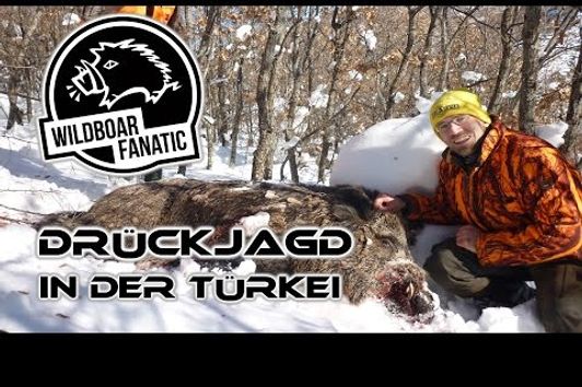 Wild Boar - Driven Hunting In Turkey 2014