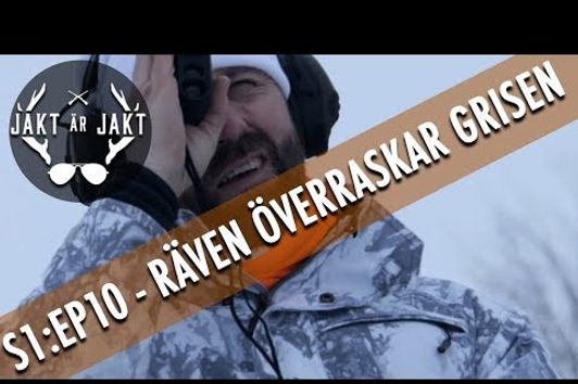 Räven överraskar grisen.