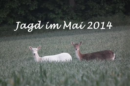 Jagd Mai 2014