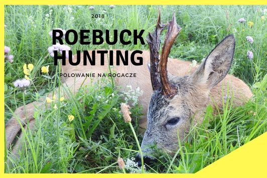 My roebuck hunting - Poland 2018