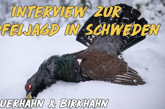 Interview: Wipfeljagd in Schweden auf Auerhahn & Birkhahn