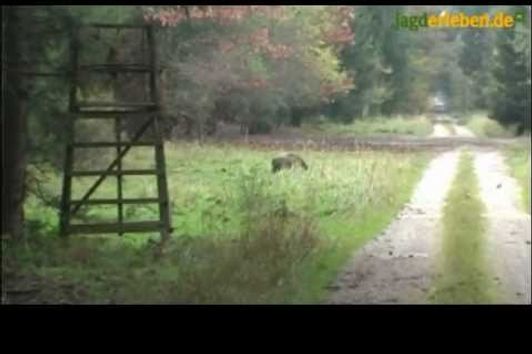 Schwarzwild im Ebersberger Forst