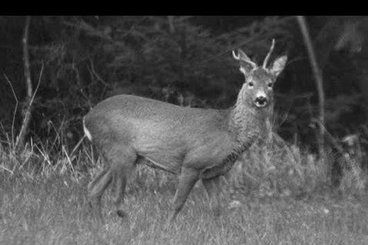 Roebuck Hunting May 2017 - Bockjagd im Mai 2017