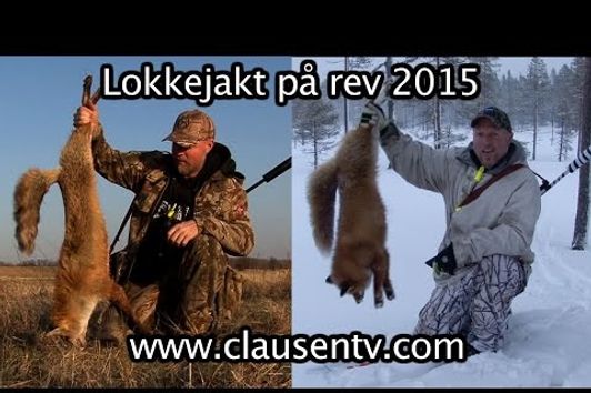 Lokkejakt på rev 2015. Ligger nå ute på Clausen TV