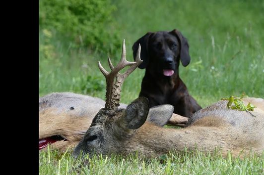 Bockjagd im ehemaligen Ostpreußen! Roebuck hunt in former East Prussia!