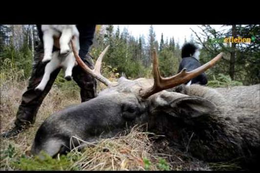 Jagderleben Elchjagd in Nordschweden