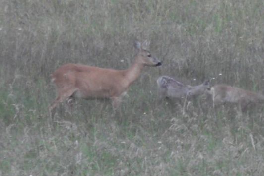 Jagderleben im Juni , bockjagd, jakt, hunting, roebuck, fuchs, fox, kitz,