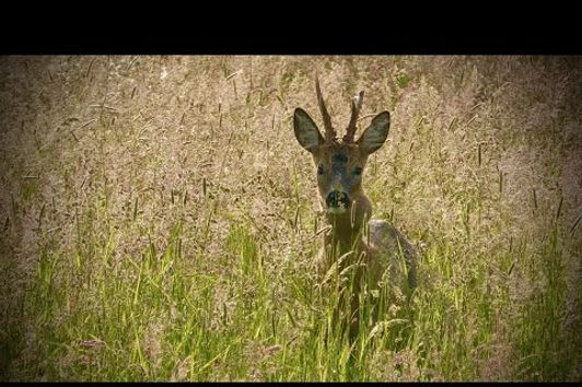 Jagd auf einen Rehbock im Mai - kein Tierarzt für den Rehbock #jagd