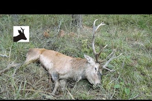 Stalking red deer during the rut - Rykowisko 2015 - Hirschjagd in Polen