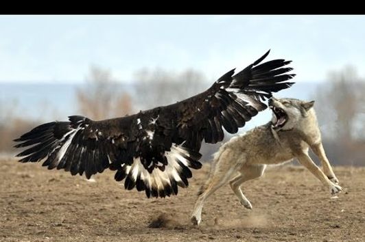 Eagle hunts Wolf