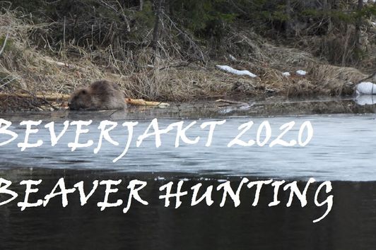 Beverjakt 2020/Beaver hunting