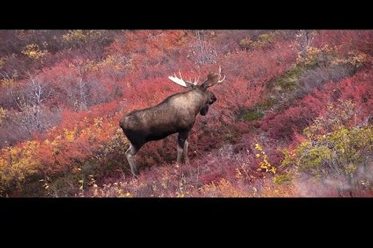 Canadian Double - Hunting Moose and Caribou