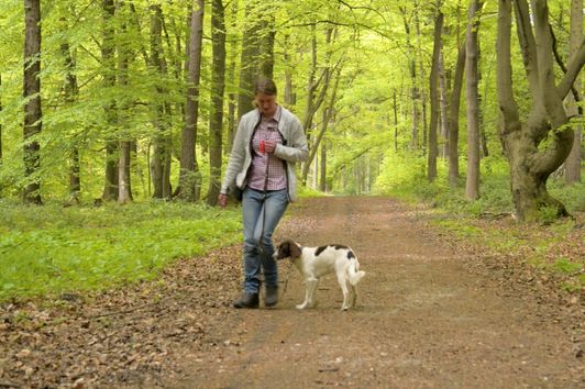 Basisausbildung für den brauchbaren Jagdhund: "Die Leinenführigkeit"