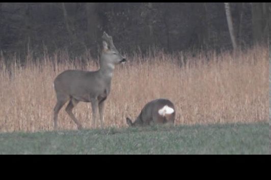 Rehwild Ende Februar - roedeer, jakt, hunting, jagen, jagd, bock,