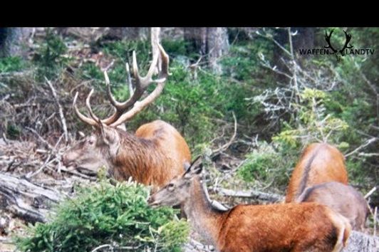 Hirschjagd im Gebirge