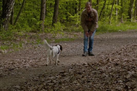 Basisausbildung für den brauchbaren Jagdhund: "Rückruf und Rückpfiff"