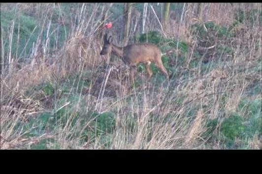 april 1st opening day buck