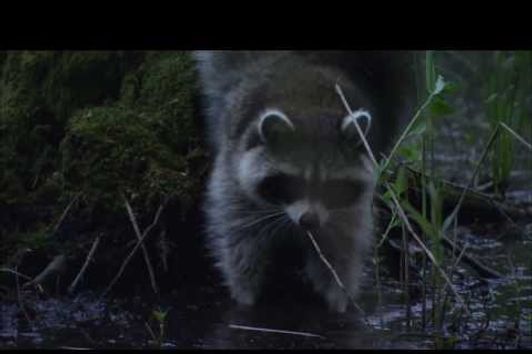 Projekt Waschbär in Deutschland