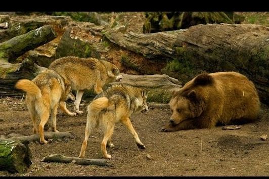 Wildlife BiH  | Medvjed - Vuk  |  Bosnian Brown Bear - Bosnian Grey Wolf