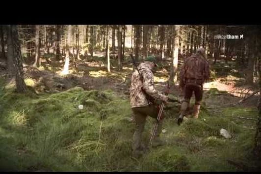 Jakt på dovvilt & vildsvin - hunting fallow deer & wild boar