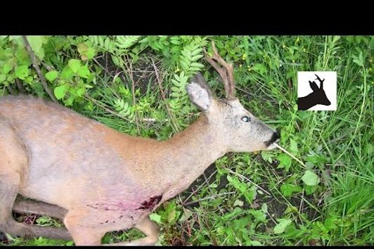 Third roebuck of the season 2011 deer stalking / hunting / shooting Polowanie na rogacza