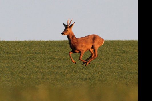 Jagderleben im April 2020, hunting, jakt, chasse, fuchs, dachs, fox,badger,  rehbock, jagdmomente