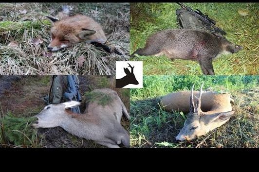 Roestalker's Hunting Season 2016-2017 Highlights  - Mój sezon łowiecki