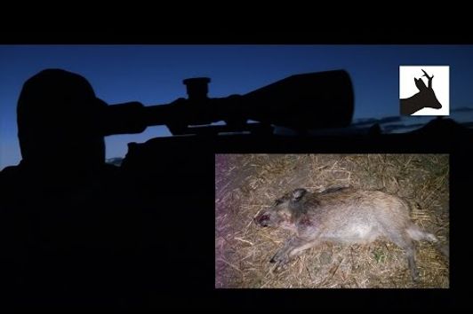 Wild boar night hunting - Nocne polowanie na dziki - Chasse Sanglier - Nachtjagd auf Schwarzwild