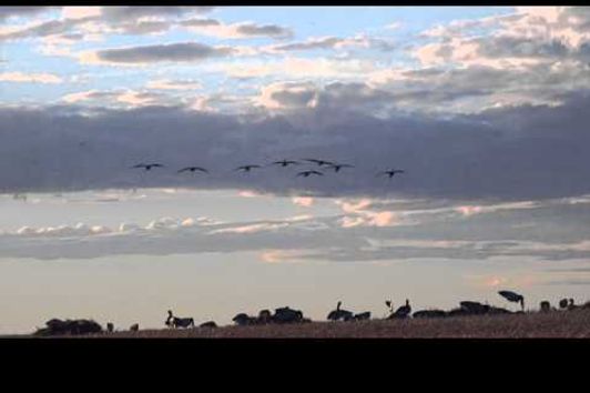 Duck Hunting Alberta ... Claudio Ongaro's Hired to Hunt Season Premiere   Trailer 720
