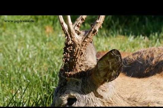 Erfolgreiche Bockjagd im ehem. Ostpreußen! Succesfull buck hunt in former East Prussia!