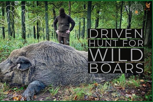 Driven Hunt for wild boars