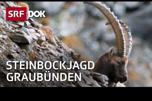 Steinbockjagd in Graubünden: Herr Jäger und sein Bock