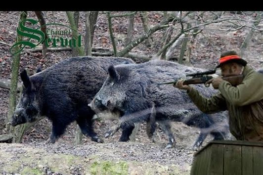 Wild Boar Hunting in Croatia ,part2 - Kroatische Keiler 2 - Drückjagd