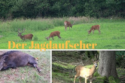 Blattjagd/Feisthirsche und Sommersauen