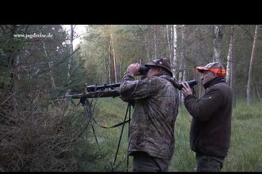 Der Jubiläumshirsch wird gestreckt! Jagd zur Hirschbrunft in Polen / Pommern!