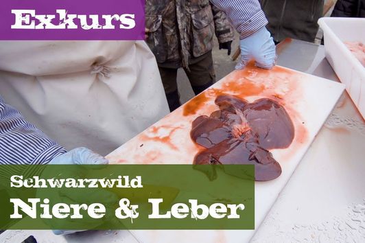 Niere und Leber - Exkurs Organe - Schwarzwild