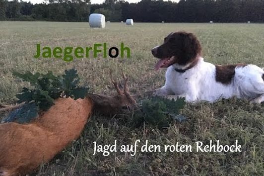 Jagd auf den roten Rehbock im Juni