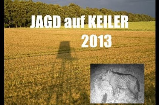 Jagd auf Keiler 2013