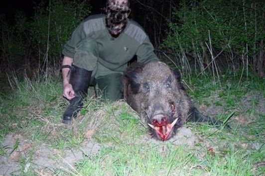 Norma Vulkan 8 x 57; Keiler; Wildschweine; Damwild; Waschbär und Marderhunde erlegt