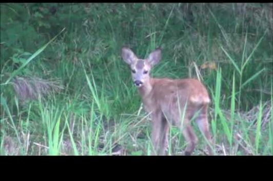 Jagd und Natur am Rande des Nationalparks. Im Revier von Jagdstifti Udo