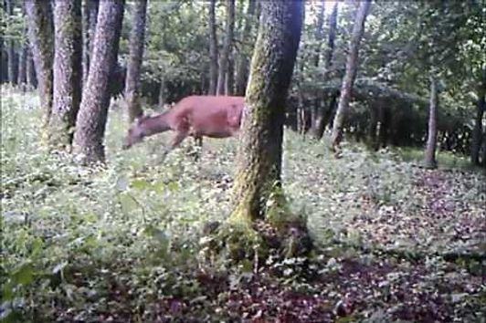 JAGD IN DEUTSCHLAND  JAGDFILM MIT JAGDHORNMUSIK !!!!!!!!