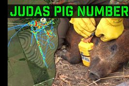 Feral Hog with GPS Tracker - 11 days of data | Notorious P.I.G. (Judas Pig)