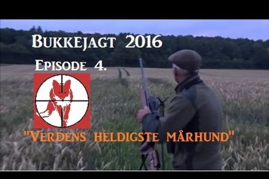 Bukkejagt 2016 "Mårhund på skudhold"/ Hunting Danish roe bucks. Episode 4.