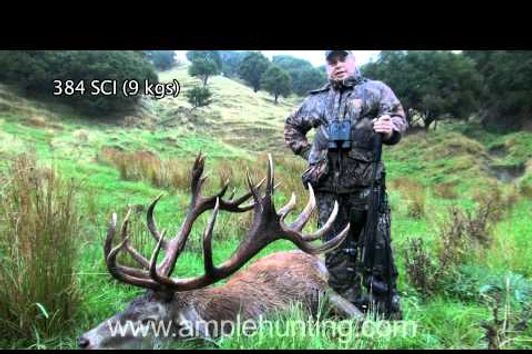 Hunting New Zealand - Ample Hunting Red Stag