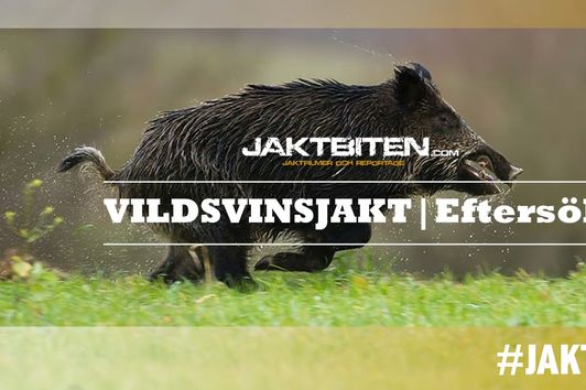 Jakt | Eftersök - Vildsvinsjakt | JAKTBITEN.COM