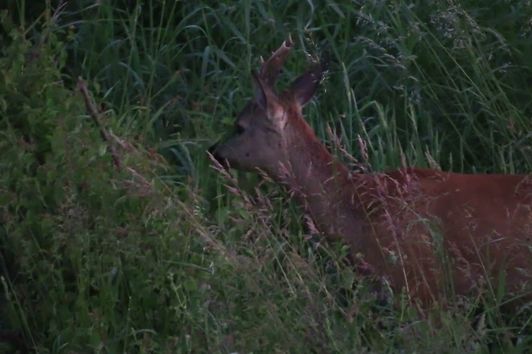 Abendansitz am Mais #Rehwild #Damwild #Wildschweine