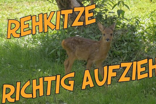 Rehkitze - Tipps und Anweisungen